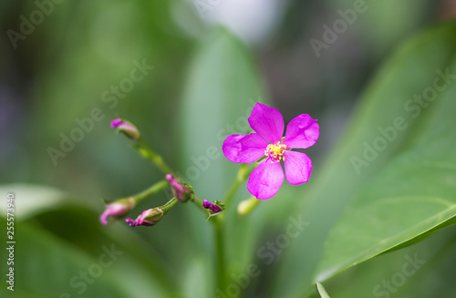 Small pink flower in the garden.