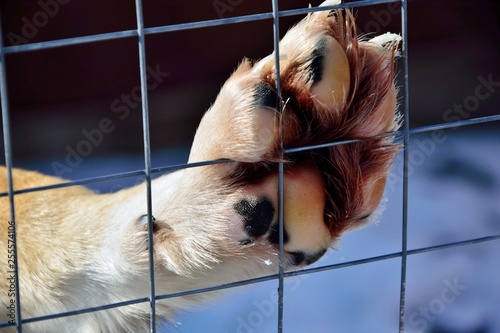 Fototapeta Naklejka Na Ścianę i Meble -  Dog's paw behind bars close-up. Concept of freedom restriction and animal cruelty.