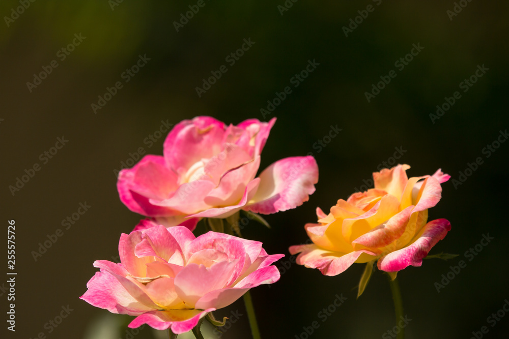Yellow mix pink rose flower Yellow mix pink rose flower
