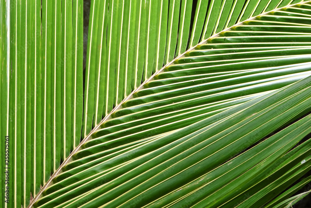 Close up of a palm tree leaf, nature abstract background Close up of a palm tree leaf, nature abstract background