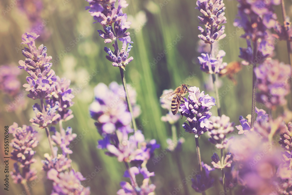 Lavender flowers in field. Pollination with bee and lavender with sunshine, sunny lavender Lavender flowers in field. Pollination with bee and lavender with sunshine, sunny lavender