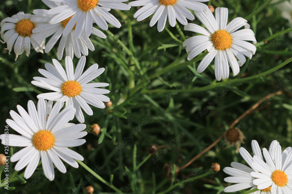 Fototapeta premium field of daisies