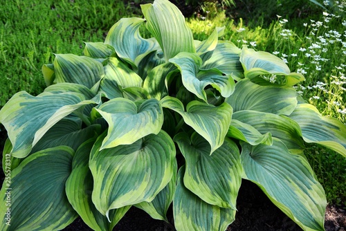 Amazing hosta with yellow and green leaves in the garden close-up.