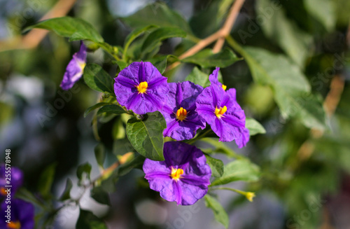 beautiful flowers in nature in the botanical garden