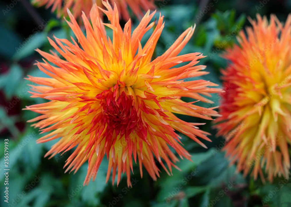 beautiful flowers in nature in the botanical garden beautiful flowers in nature in the botanical garden