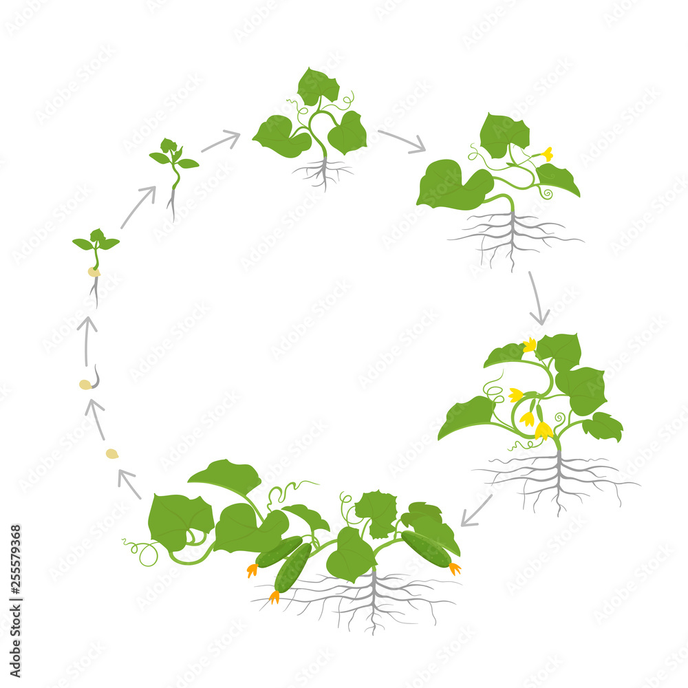 Crop of cucumber plant. Circular round growth stages. Vector illustration. Cucumis sativus. Ripening period. The life cycle of the cucumbers.