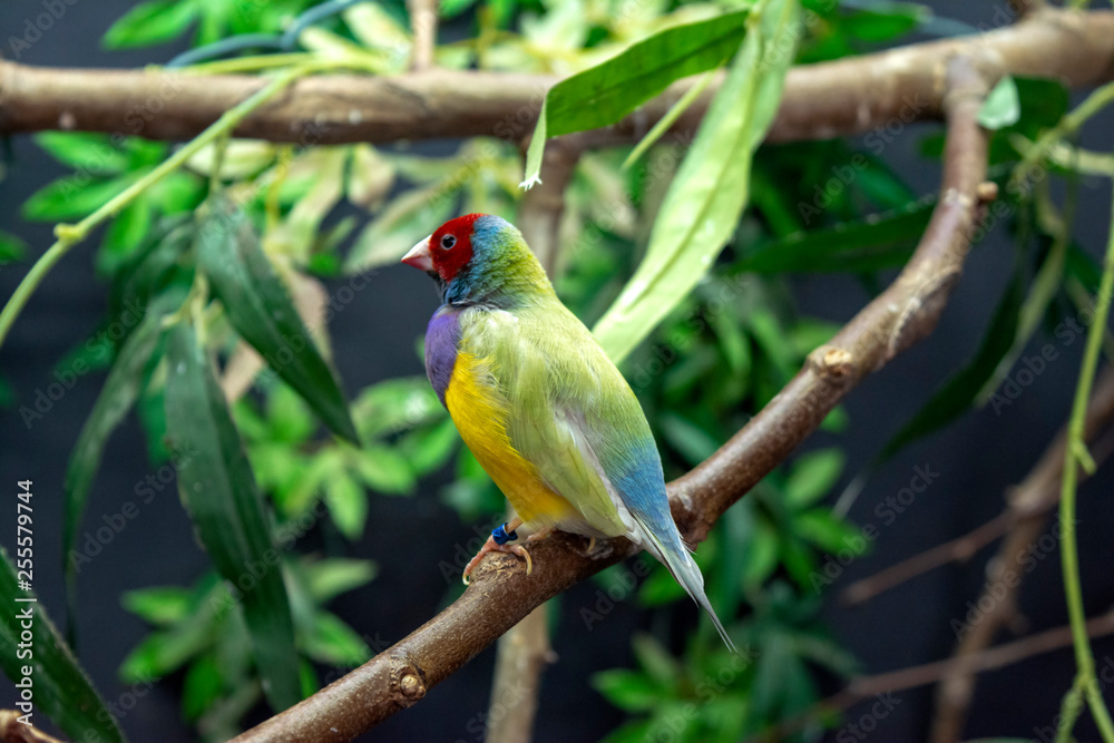 Diamante-de-gould_ Erythrura gouldiae Diamante-de-gould_ Erythrura gouldiae