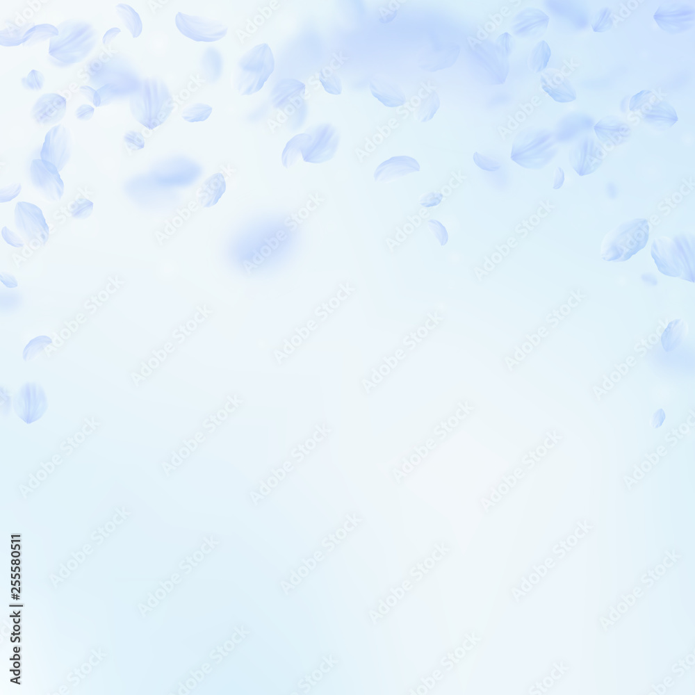 Light blue flower petals falling down. Splendid ro Light blue flower petals falling down. Splendid ro