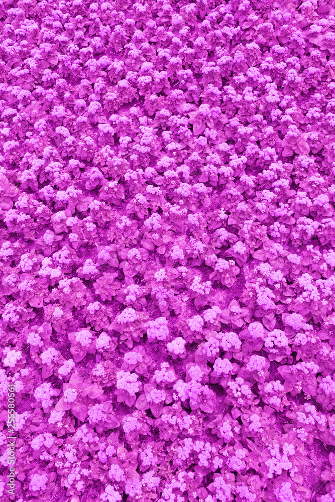 Top view of a lawn with purple ageratum flowers (texture, background, toned)