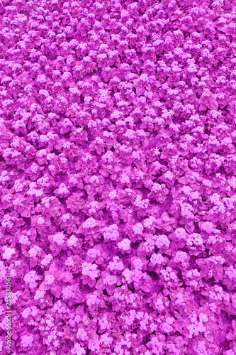 Top view of a lawn with purple ageratum flowers (texture, background, toned)