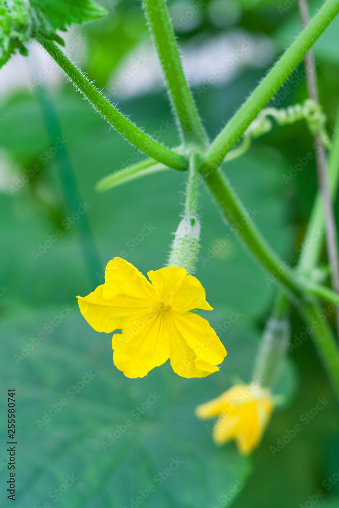 Close up view on small growing cucumbers with yellow flowers on a background of green garden in blur (shallow depth of field)