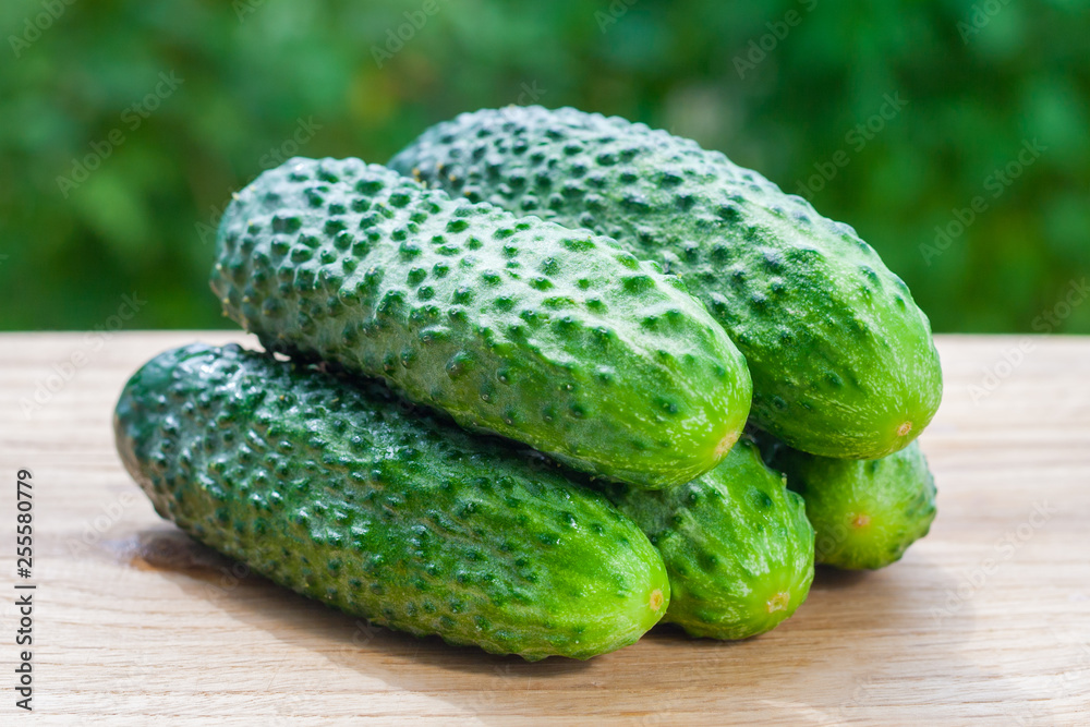 Close up view on a pile of fresh cucumbers on a wooden table on a background of green garden in bokeh (shallow depth of field)