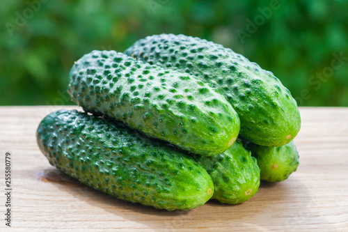 Close up view on a pile of fresh cucumbers on a wooden table on a background of green garden in bokeh  shallow depth of field 