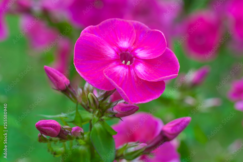 Close up view on a pink flower of phlox plant on a background of garden in blur (shallow depth of field)