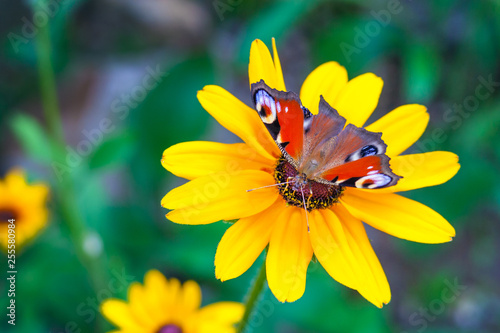 Close up view on a European peacock butterfly on a yellow chamomile flower on a background of green garden in blur (shallow depth of field) © Mikhail