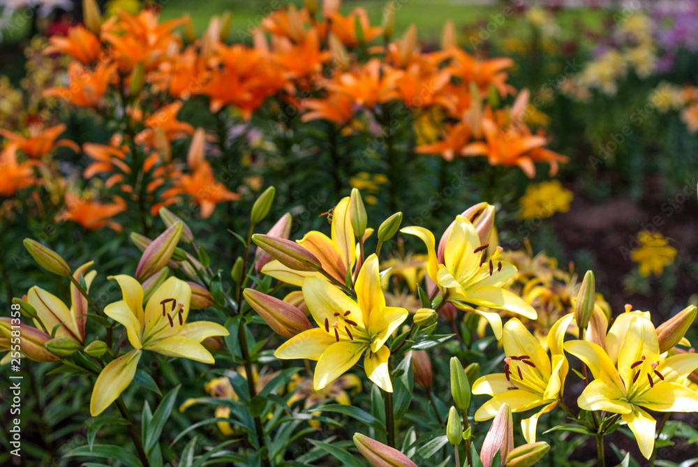 beautiful flowers in nature in the botanical garden beautiful flowers in nature in the botanical garden