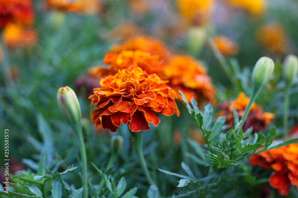 beautiful flowers in nature in the botanical garden beautiful flowers in nature in the botanical garden