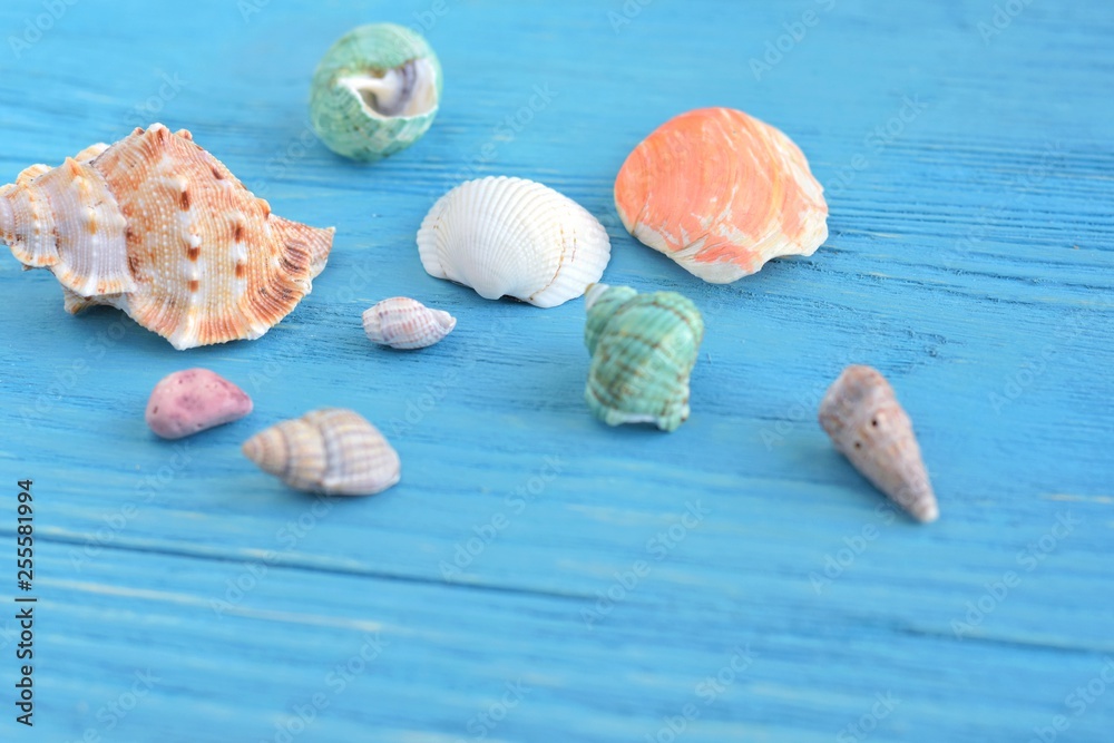 Many beautiful colorful exotic seashells with selective focus on blue wooden textured background. Summer vacation backdrop with colorful tropical sea shells. Beautiful summer flatlay with set of shell Many beautiful colorful exotic seashells with selective focus on blue wooden textured background. Summer vacation backdrop with colorful tropical sea shells. Beautiful summer flatlay with set of shell