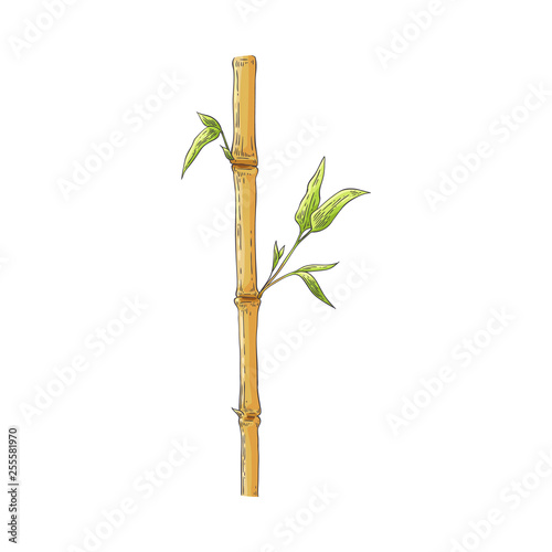 Brown bamboo stick with green leaves in sketch style isolated on white background.