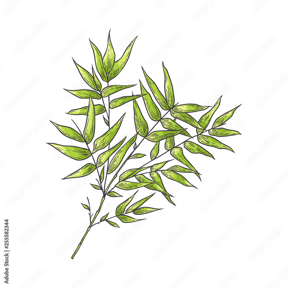 Obraz premium Bamboo branch with green leaves in sketch style isolated on white background.