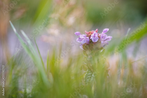 Blume im Gras