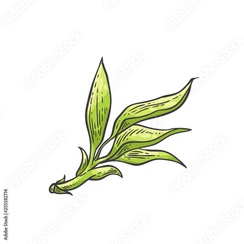 Bamboo green leaves - vector illustration of traditional asian bambu zen plant