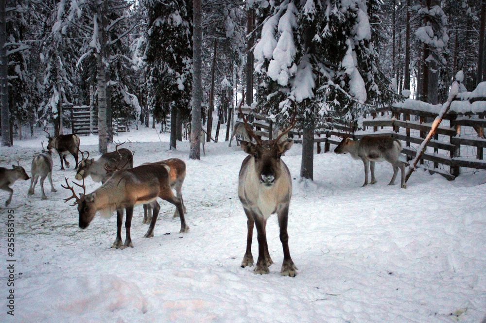 Reindeers of Finland feeding on farm Reindeers of Finland feeding on farm