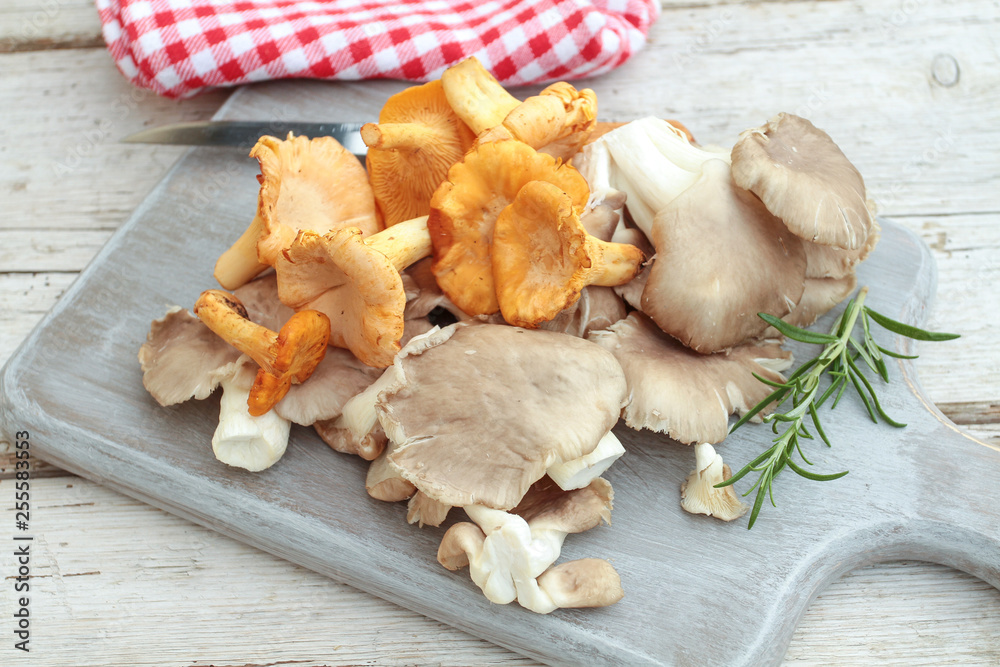 Fototapeta premium pleurotes et girolles