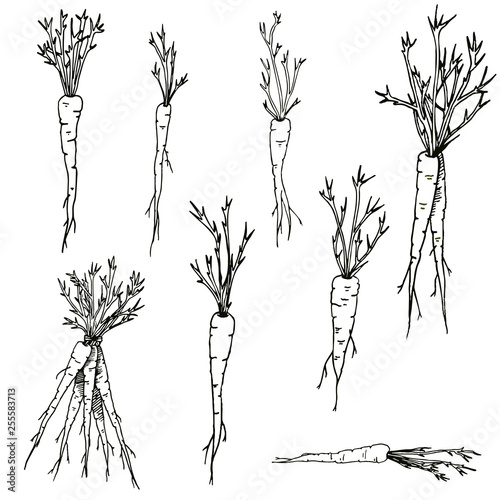 Vector carrots Hand drawn clip art set of black and white vegetables and roots