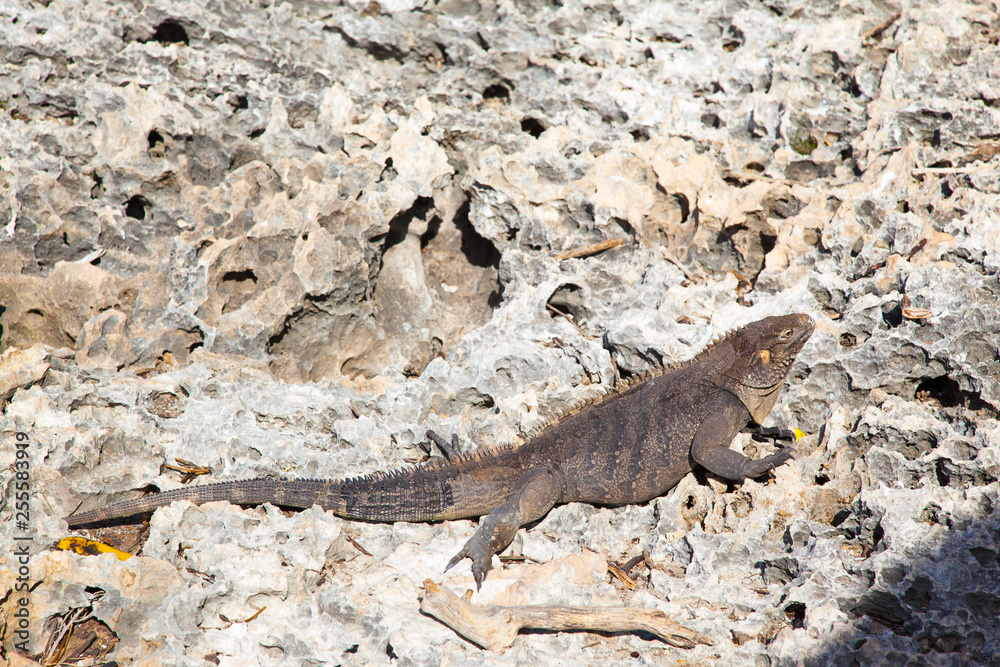 iguana on stones on the island of Cayo largo in Cuba iguana on stones on the island of Cayo largo in Cuba