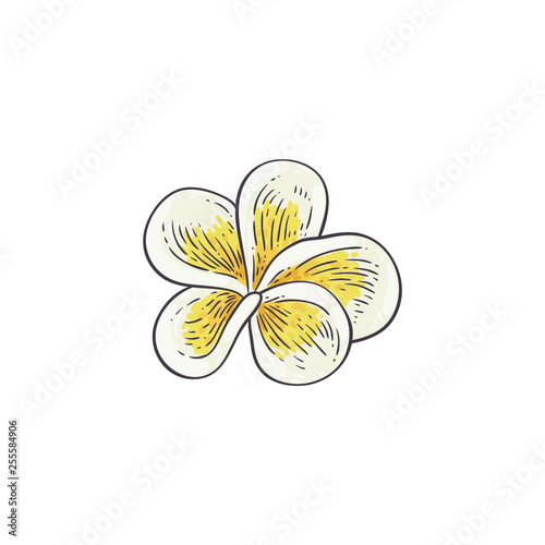 Plumeria vector illustration in sketch style - beautiful white and yellow open frangipani bloom.