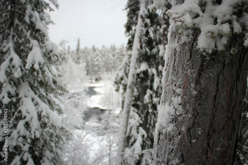 Scenic winter pine forest of Oulanka National park, Finland