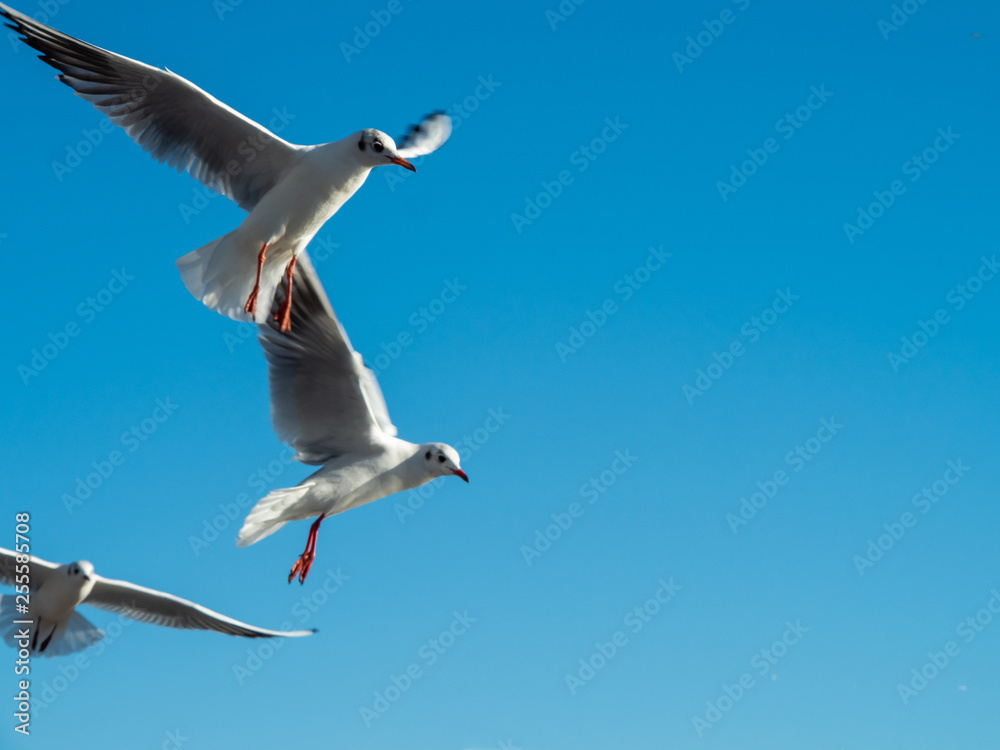 Fototapeta premium Seagull at Port Vell harbour, Spain.