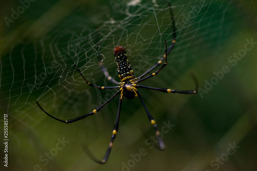 Close-up of a mysterious spider net. spider webs, Sensitive Focus © tar