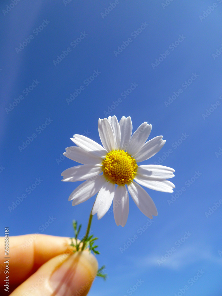 One solitary flowering white daisy on a blue sky background. Beautiful yellow and white Marguerite, Daisy flower in human hand. Selective focus. One solitary flowering white daisy on a blue sky background. Beautiful yellow and white Marguerite, Daisy flower in human hand. Selective focus.