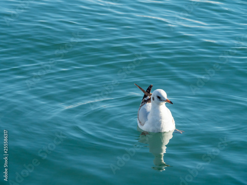Seagull at Port Vell harbour  Spain.