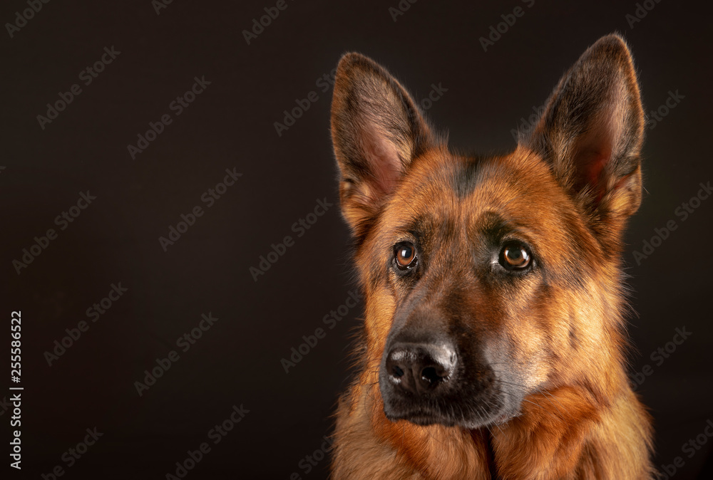 Portrait of beautiful Germad Shepherd dog