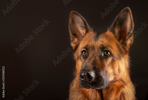 Tableau sur toile Portrait of beautiful Germad Shepherd dog