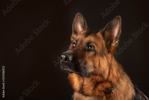 Portrait of beautiful Germad Shepherd dog