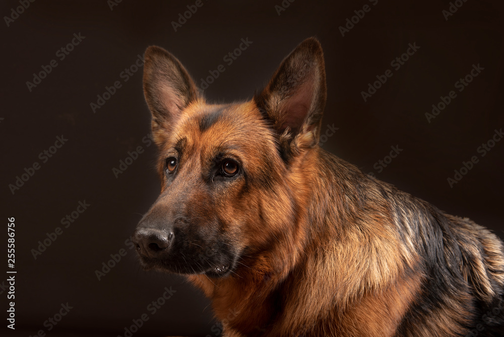 Portrait of beautiful Germad Shepherd dog Portrait of beautiful Germad Shepherd dog