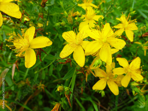 Hypericum perforatum, St John's wort, common or perforate St John's-wort. Selective focus. St John's wort is blooming in the meadow in summer in Belarus. Medicinal herb to treat depressions. 