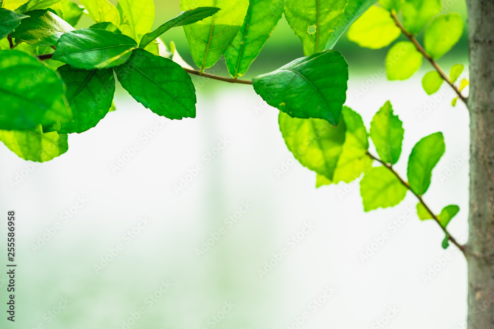 Natural background of green leaf with selective focus Natural background of green leaf with selective focus