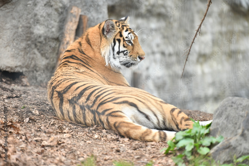 Fototapeta premium 動物園