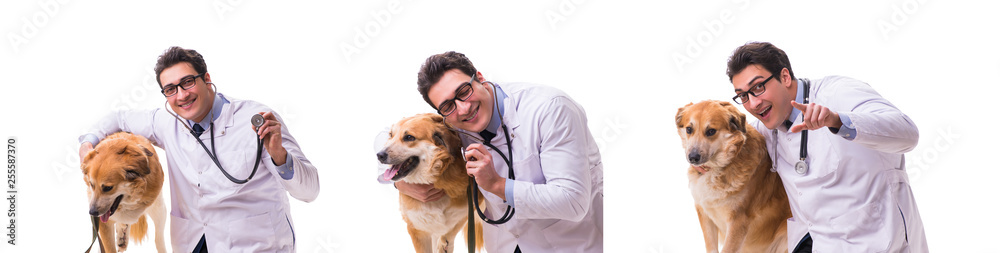 Vet doctor examining golden retriever dog isolated on white