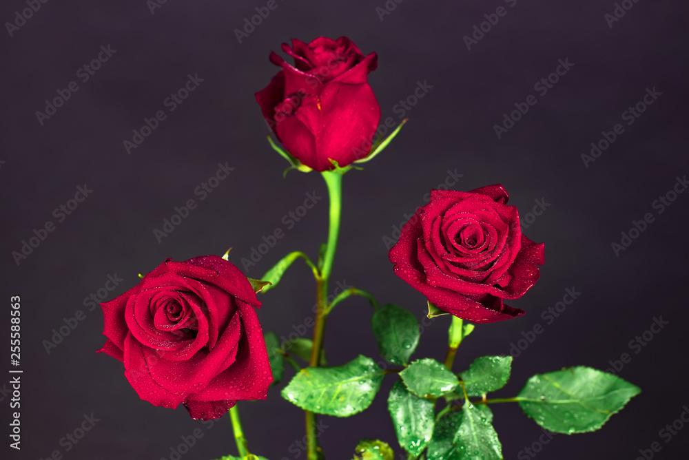 Fototapeta premium Three buds of red roses on a black background, three rose flowers