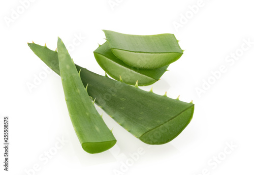 Aloe vera plant on white background