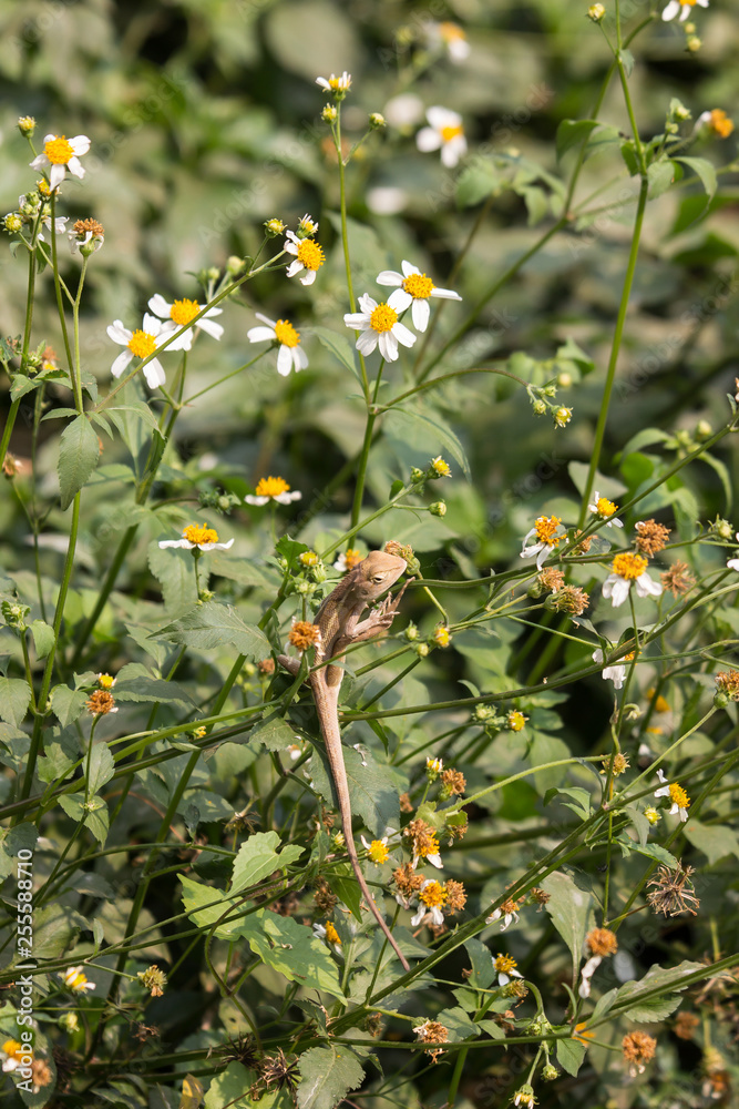 Brown Lizard with white mix yellow flower