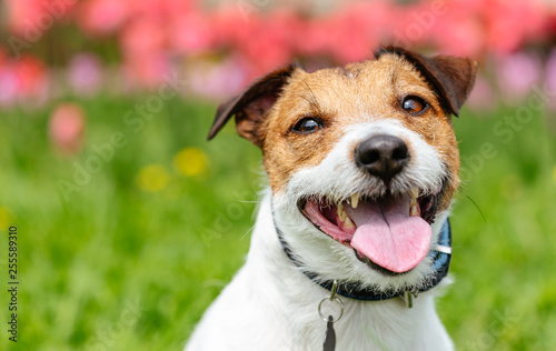 Portrait of kind smiling dog against colorful spring background