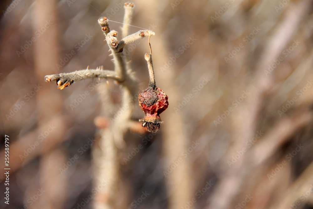 wild rose berry withered and broke off from the branch wild rose berry withered and broke off from the branch