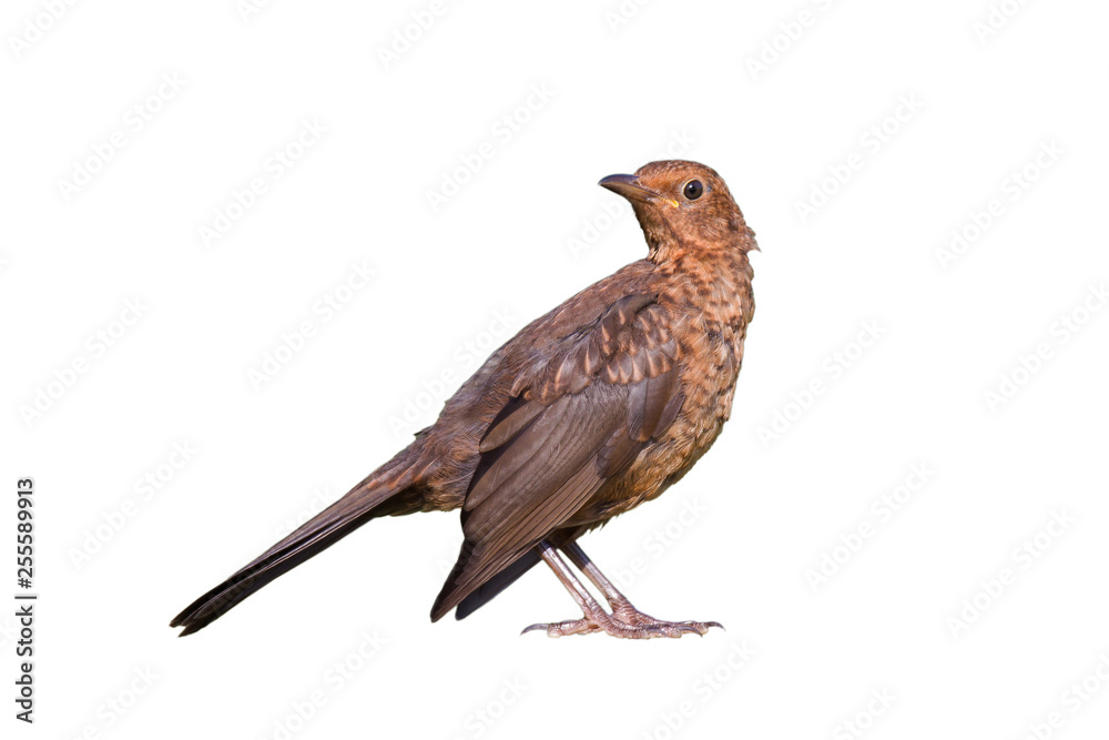 Fototapeta premium Junge weibliche Amsel vollständig freigestellt vor weissen Hintergrund